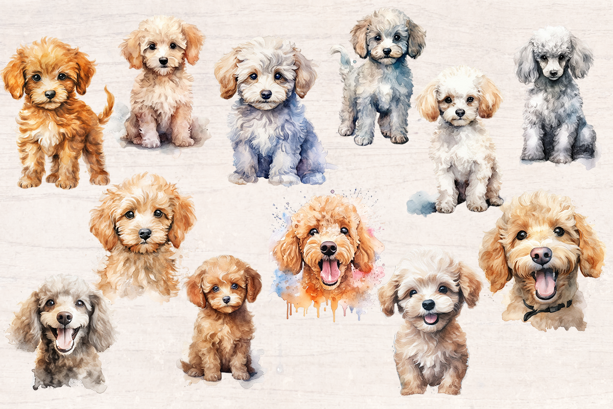 12 Watercolor Poodle Dog PNG cliparts bundle, Dog lover Cliparts