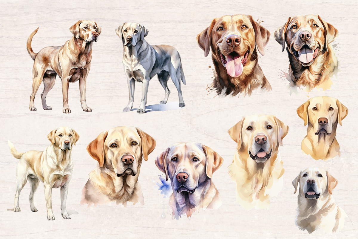 20 Watercolor Labbrado Dog PNG cliparts bundle, Dog lover Cliparts