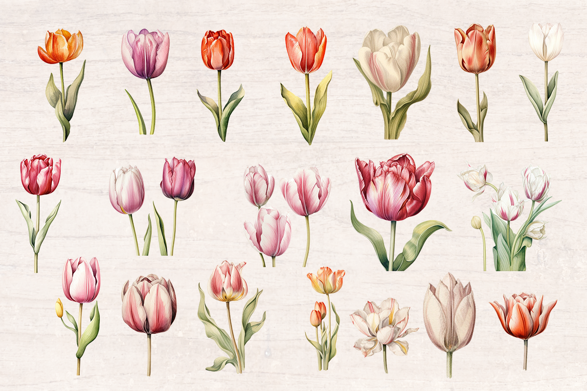 34 Soft Pastel Watercolor Tulip Flowers PNG cliparts bundle, PNG sublimation