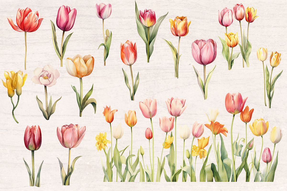 34 Soft Pastel Watercolor Tulip Flowers PNG cliparts bundle, PNG sublimation