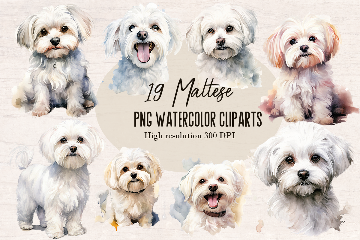 19 Watercolor Maltese Dog PNG cliparts bundle, Dog lover Cliparts
