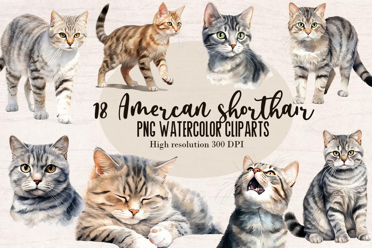 18 Watercolor Amercan Shorthair Cat PNG cliparts bundle, Cat lover Cliparts