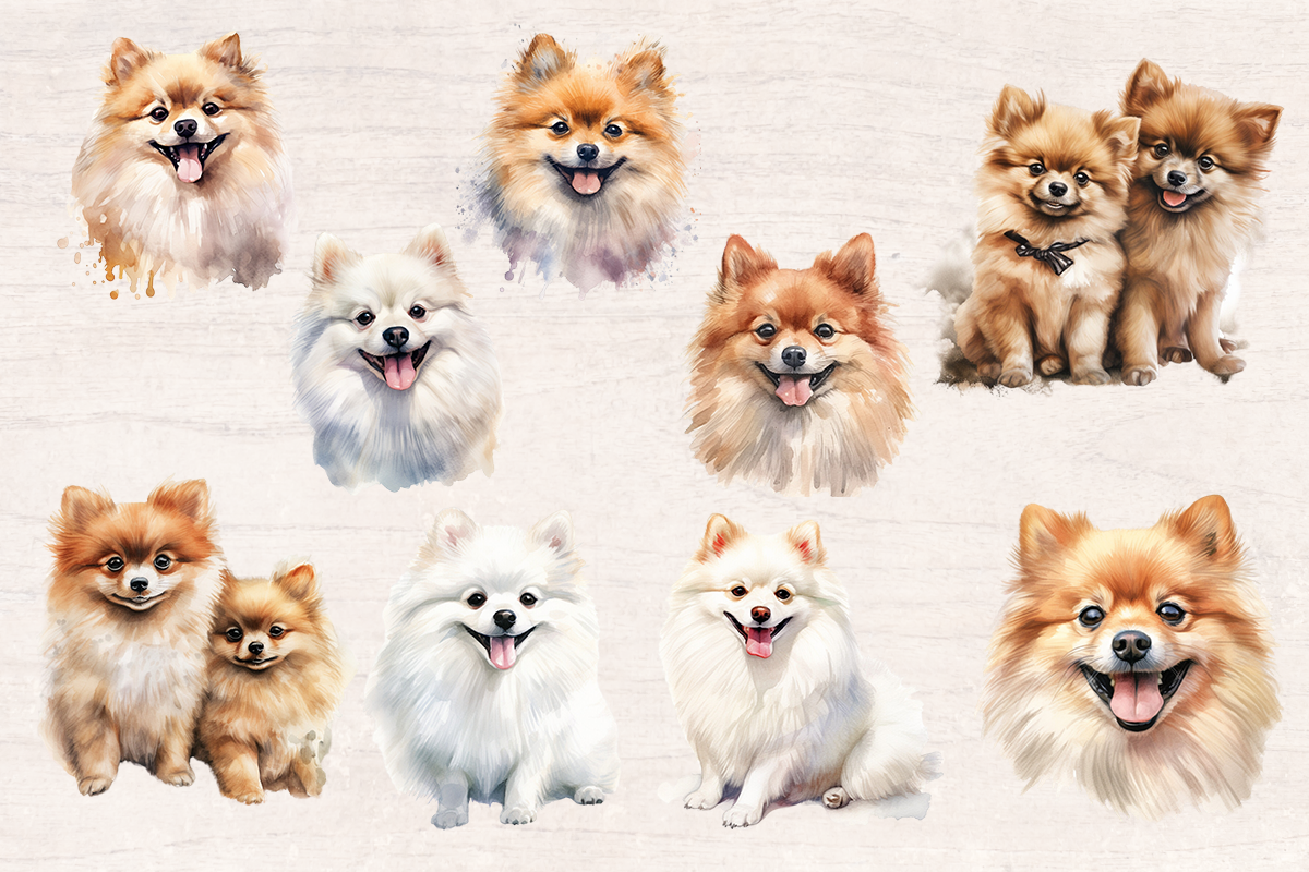 18 Watercolor Pomeranian Dog PNG cliparts bundle, Dog lover Cliparts