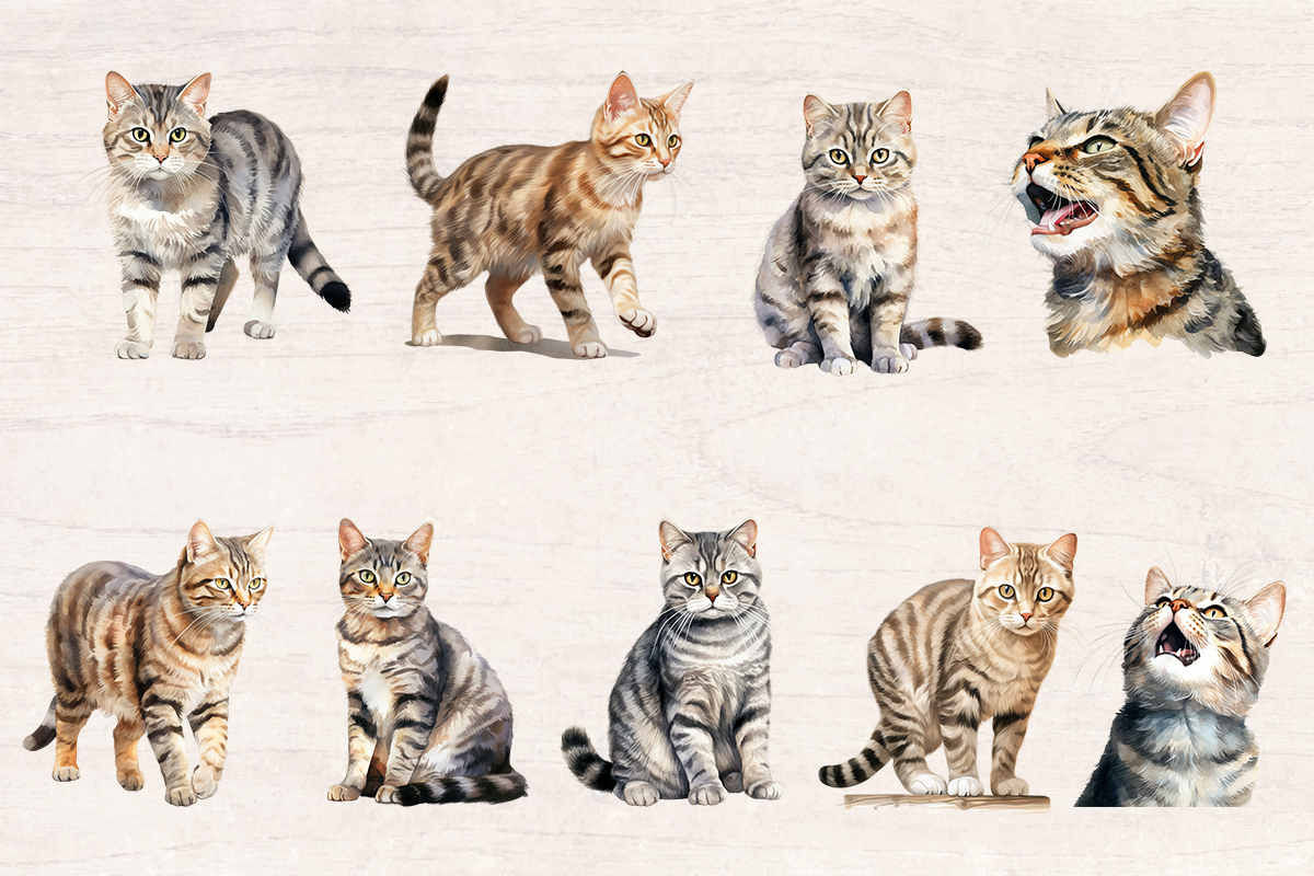 18 Watercolor Amercan Shorthair Cat PNG cliparts bundle, Cat lover Cliparts