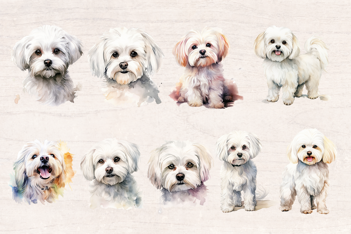 19 Watercolor Maltese Dog PNG cliparts bundle, Dog lover Cliparts