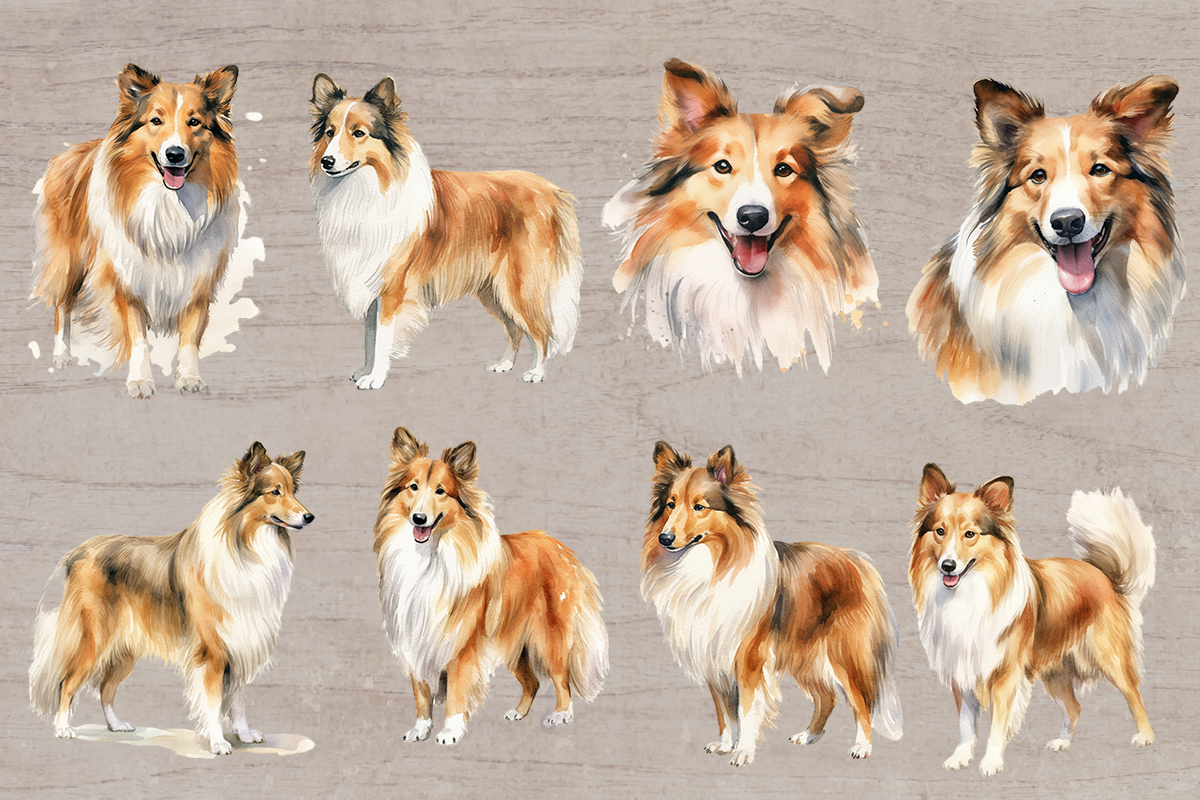 15 Watercolor Shetland Sheepdog Dog and puppy PNG cliparts bundle, Dog lover Cliparts