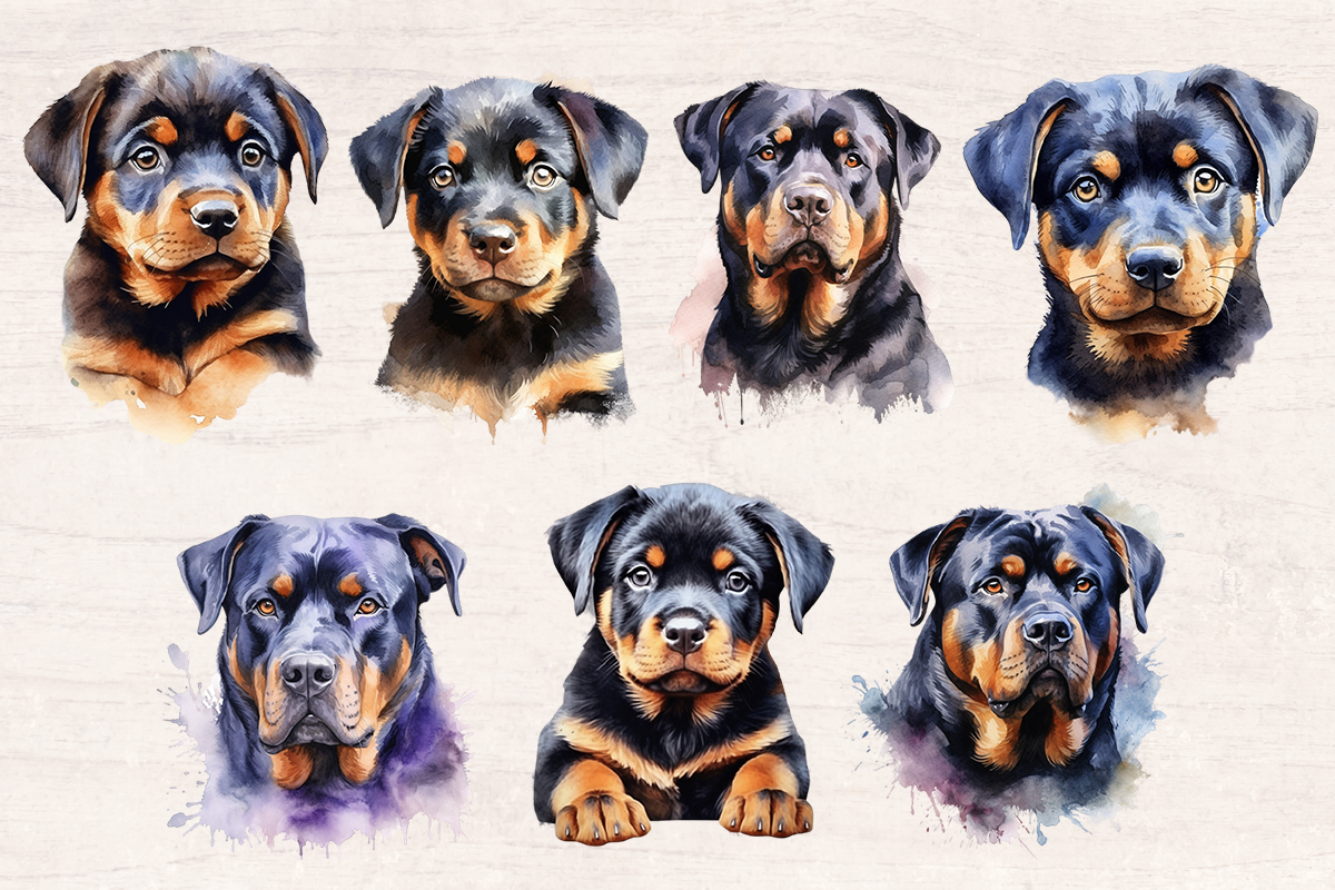 14 Watercolor Rottweiler Dog and puppy PNG cliparts bundle, Dog lover Cliparts