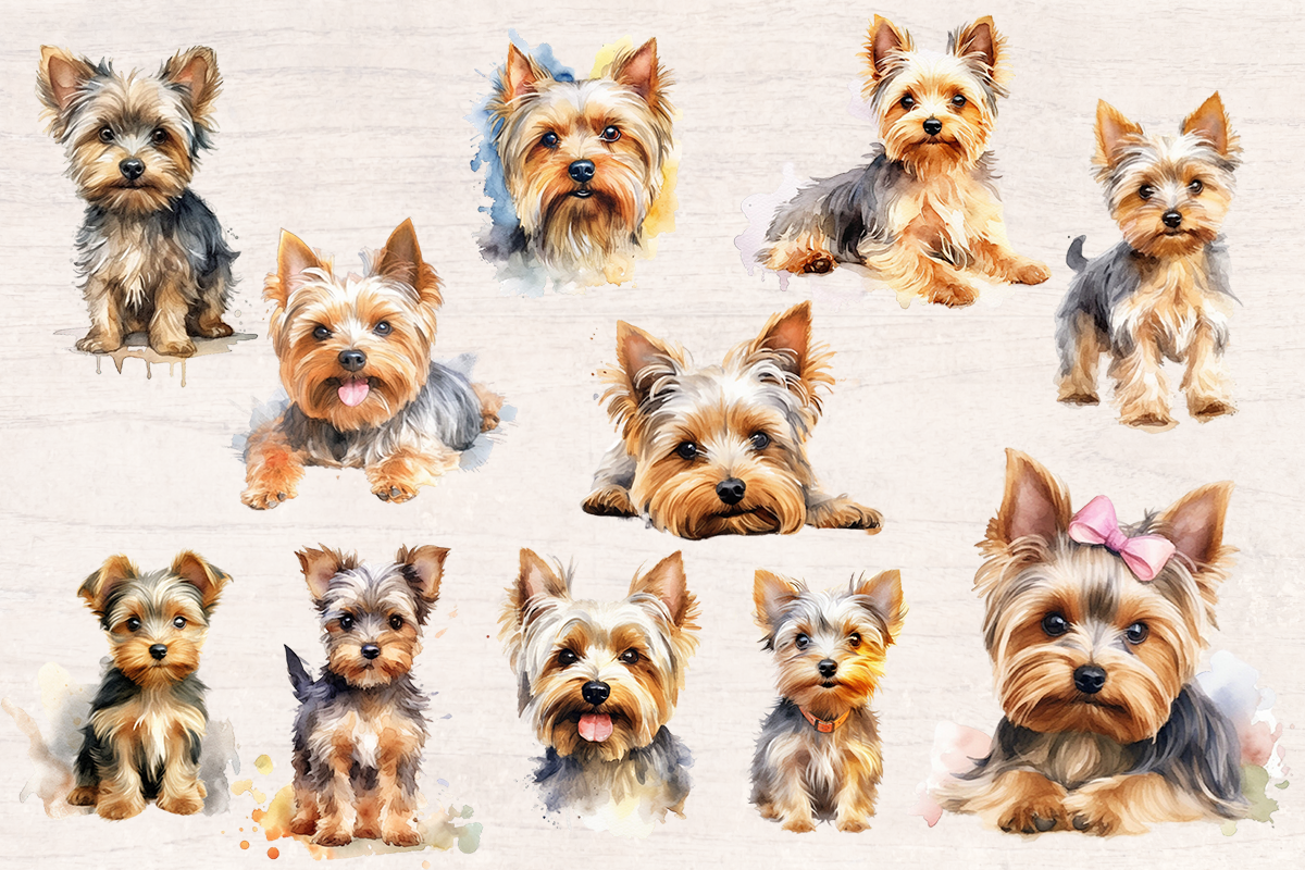 19 Watercolor Scottish Terrier Dog PNG cliparts bundle, Dog lover Cliparts