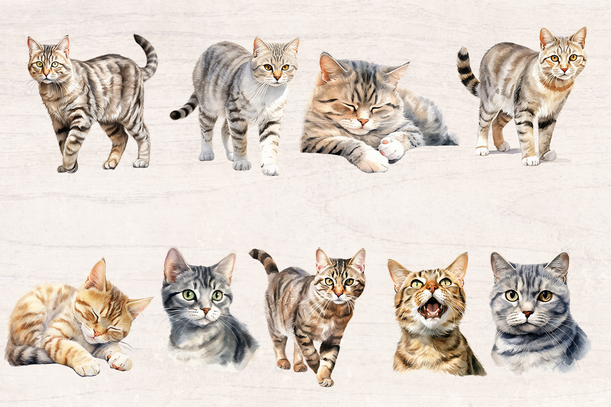 18 Watercolor Amercan Shorthair Cat PNG cliparts bundle, Cat lover Cliparts