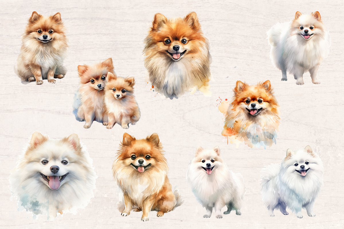 18 Watercolor Pomeranian Dog PNG cliparts bundle, Dog lover Cliparts