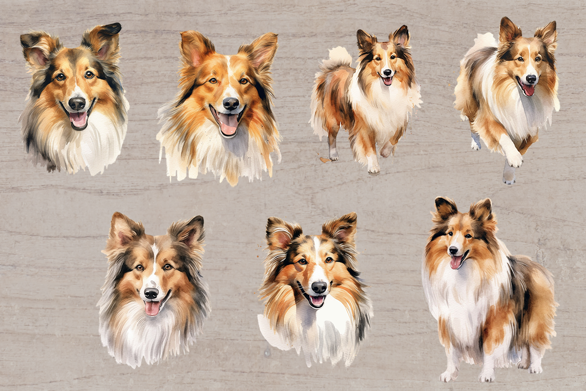 15 Watercolor Shetland Sheepdog Dog and puppy PNG cliparts bundle, Dog lover Cliparts