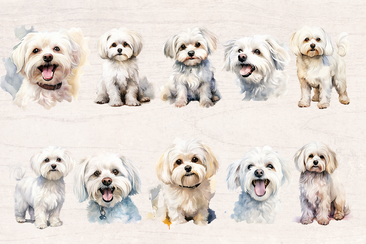 19 Watercolor Maltese Dog PNG cliparts bundle, Dog lover Cliparts