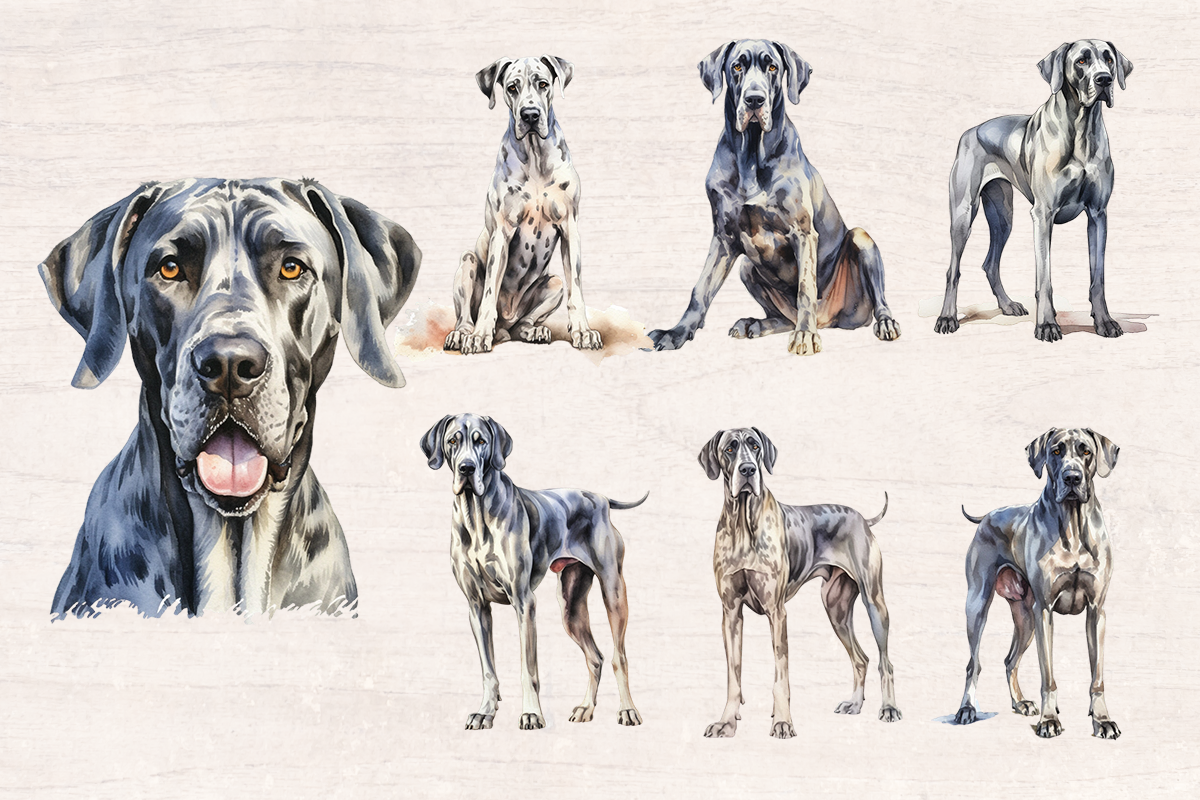 17 Watercolor Great Dane Dog and Puppy PNG cliparts bundle, Dog lover Cliparts