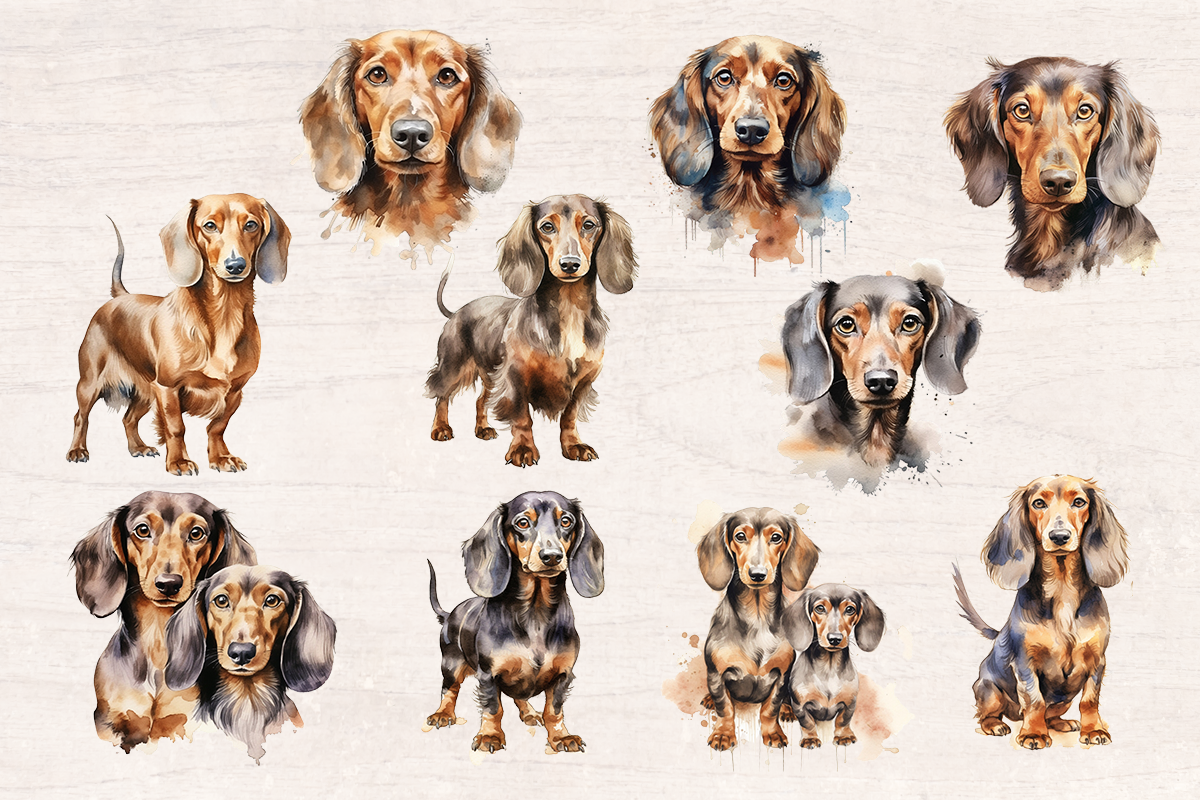 10 Watercolor Dachshund Dog and Puppy PNG cliparts bundle, Dog lover Cliparts