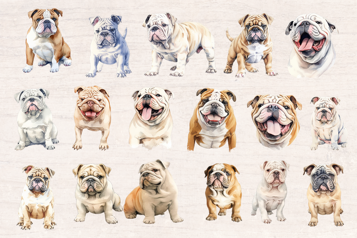 34 Watercolor Bulldog Dog PNG cliparts bundle, Dog lover Cliparts