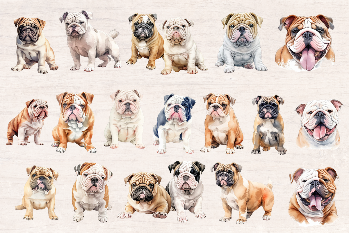 34 Watercolor Bulldog Dog PNG cliparts bundle, Dog lover Cliparts